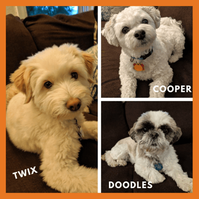 BirdDogHR Dogs of BirdDogHR 3 white puppies with orange background